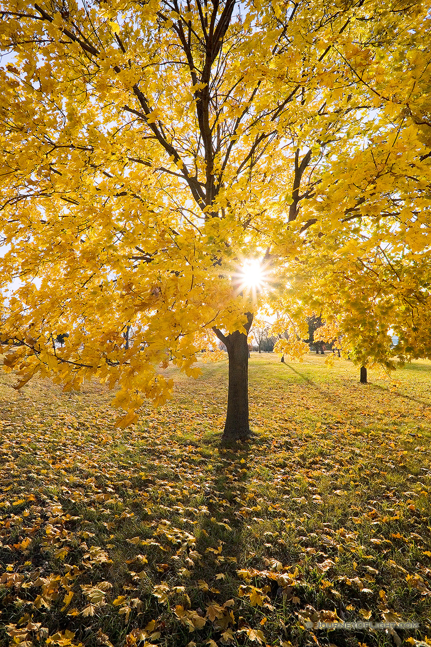 The sun shines through the branches of a maple whose leaves recently turned bright yellow at Branched Oak Lake State Recreation Area in Lancaster County, Nebraska. - Nebraska Picture