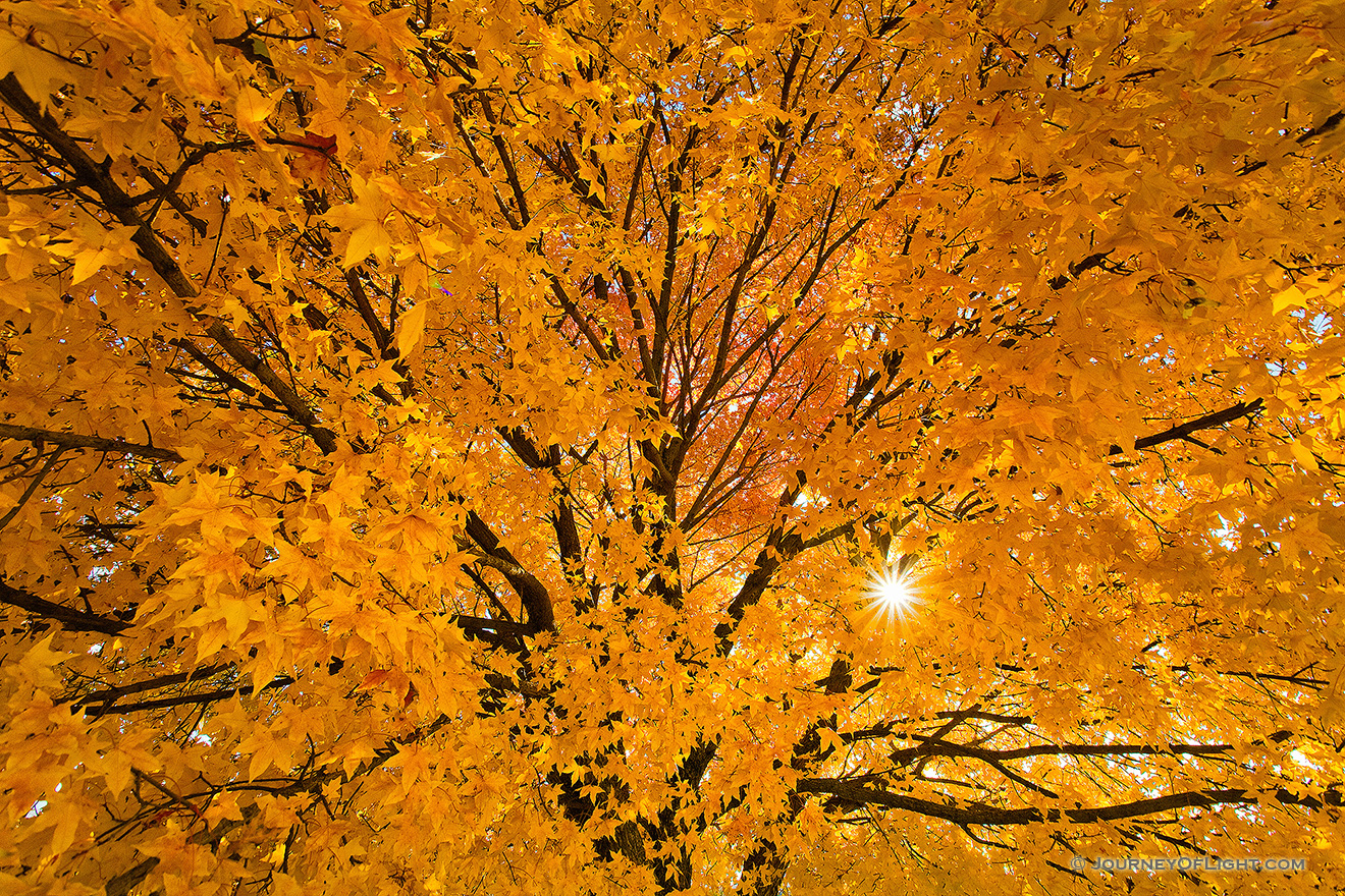 Although autumn was fleeting in Nebraska and Iowa this year, there were some hold outs after the snowfall.  This maple tree turned brillant warm oranges and reds two weeks after a snow storm and managed to hang on to a majority of its fall leaves during some pretty gusty times.  I couldn't help but stop and capture the vibrant colors with the setting sun filtering through the leaves. - Nebraska Picture