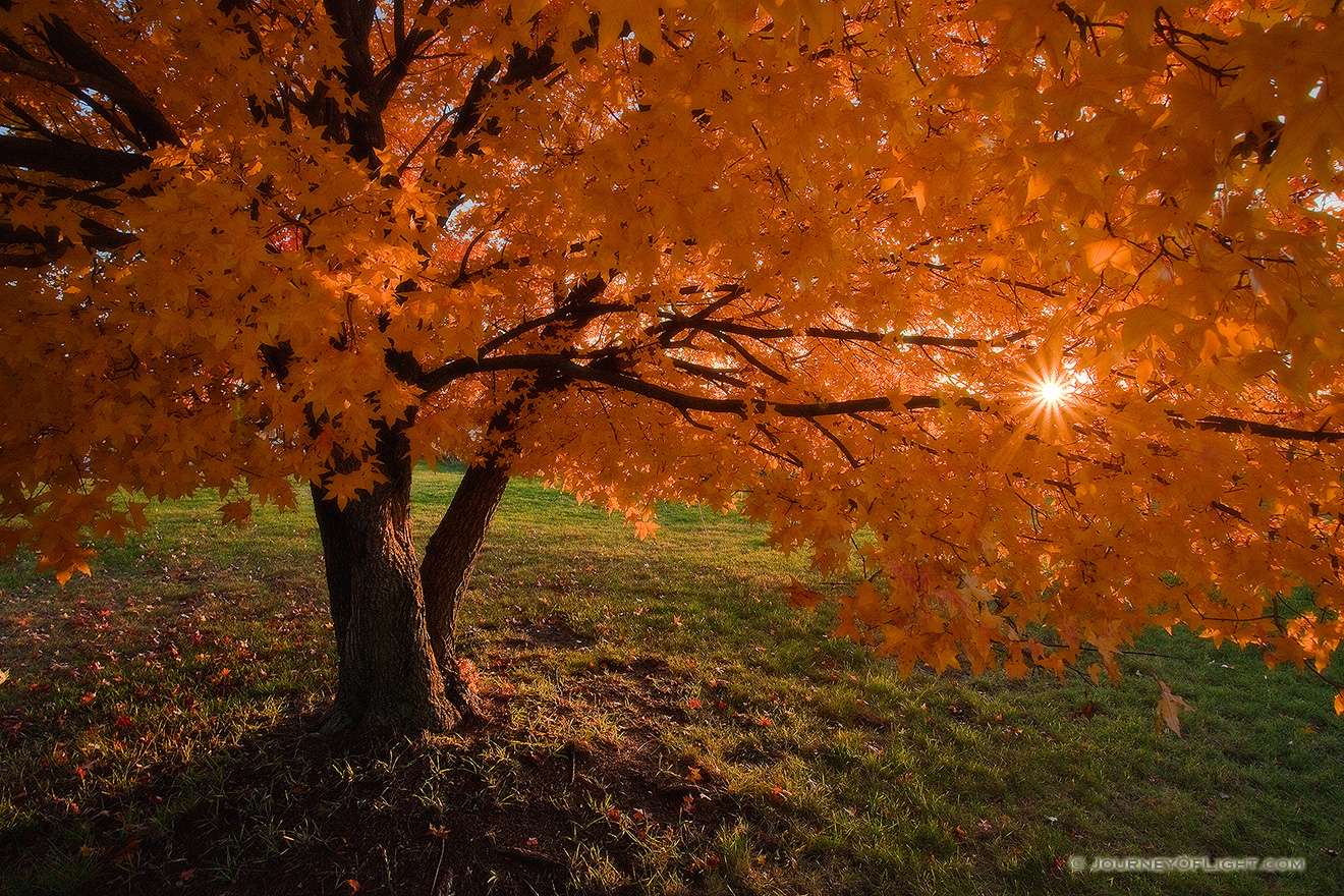 The sun streams through a beautiful orange maple tree turns on a warm autumn evening. - DeSoto Picture