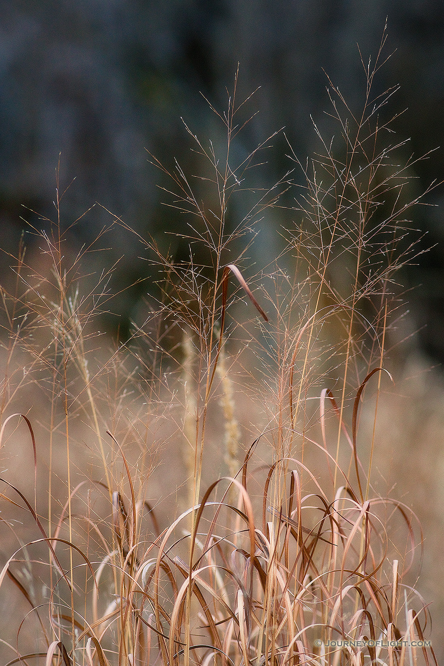In late autumn, tall switch grass grows on the restored native prairie at DeSoto National Wildlife Refuge. - Nebraska Picture