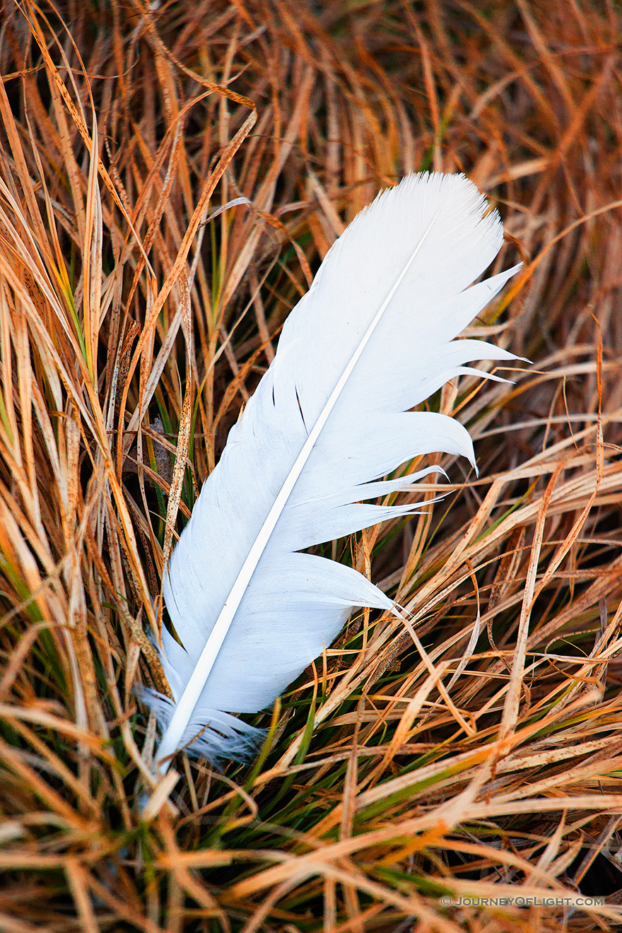 A single feather lies in prairie grass on a chilly winter day. - DeSoto Picture