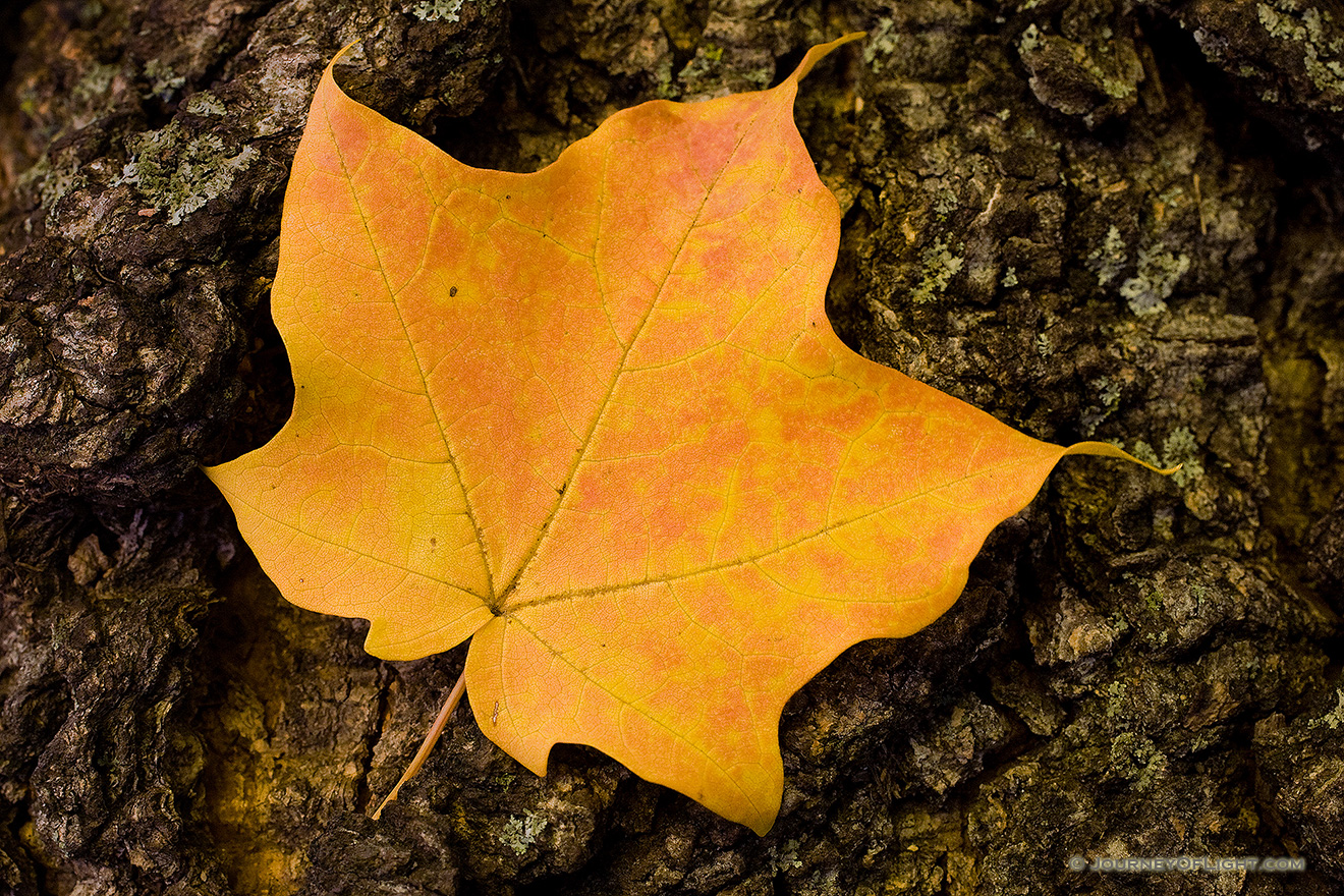 At Arbor Lodge State Park in Nebraska City, a red speckled brillant yellow maple leaf rests quietly in between wind gusts. - Arbor Day Lodge SP Picture