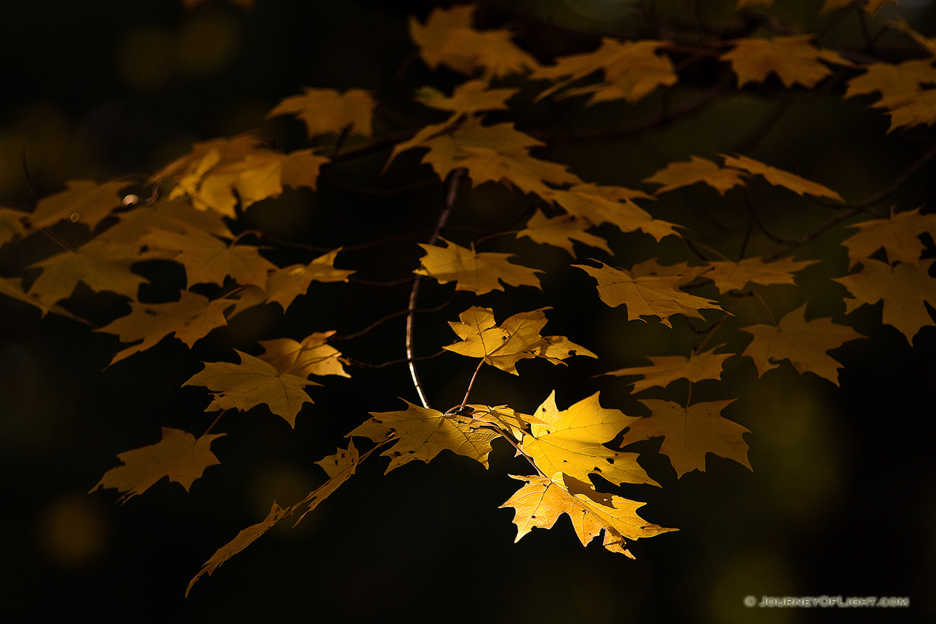 At Arbor Day Lodge State Park in Nebraska City, oak leaves, golden from the advance of autumn, reach for the last bit of evening light. - Arbor Day Lodge SP Picture