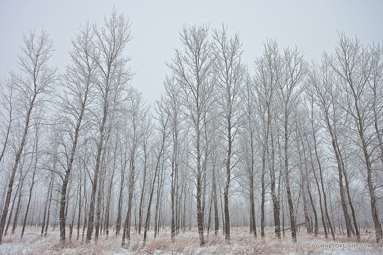 Hoarfrost creates a silvery outline on the branches of cottonwoods at Boyer Chute National Wildlife Refuge, Nebraska. - Boyer Chute Picture