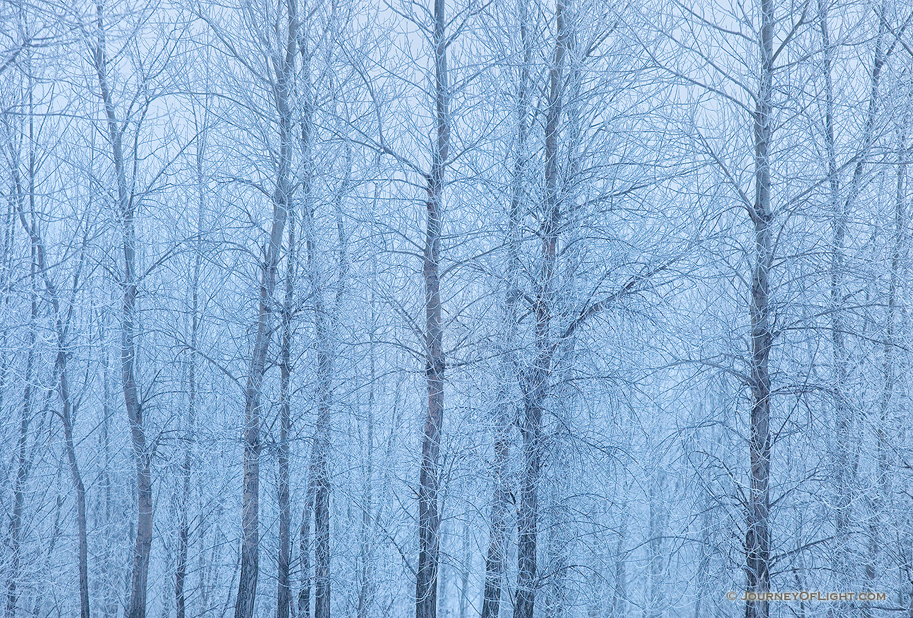 Hoarfrost clings to a stand of cottonwoods at Boyer Chute National Wildlife Refuge, Nebraska. - Boyer Chute Picture