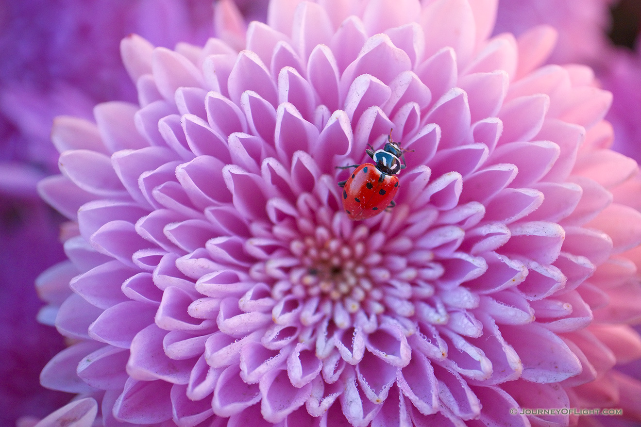 A ladybug rests for a moment on a pink mum on a warm autumn day in eastern Nebraska. - Nebraska Picture