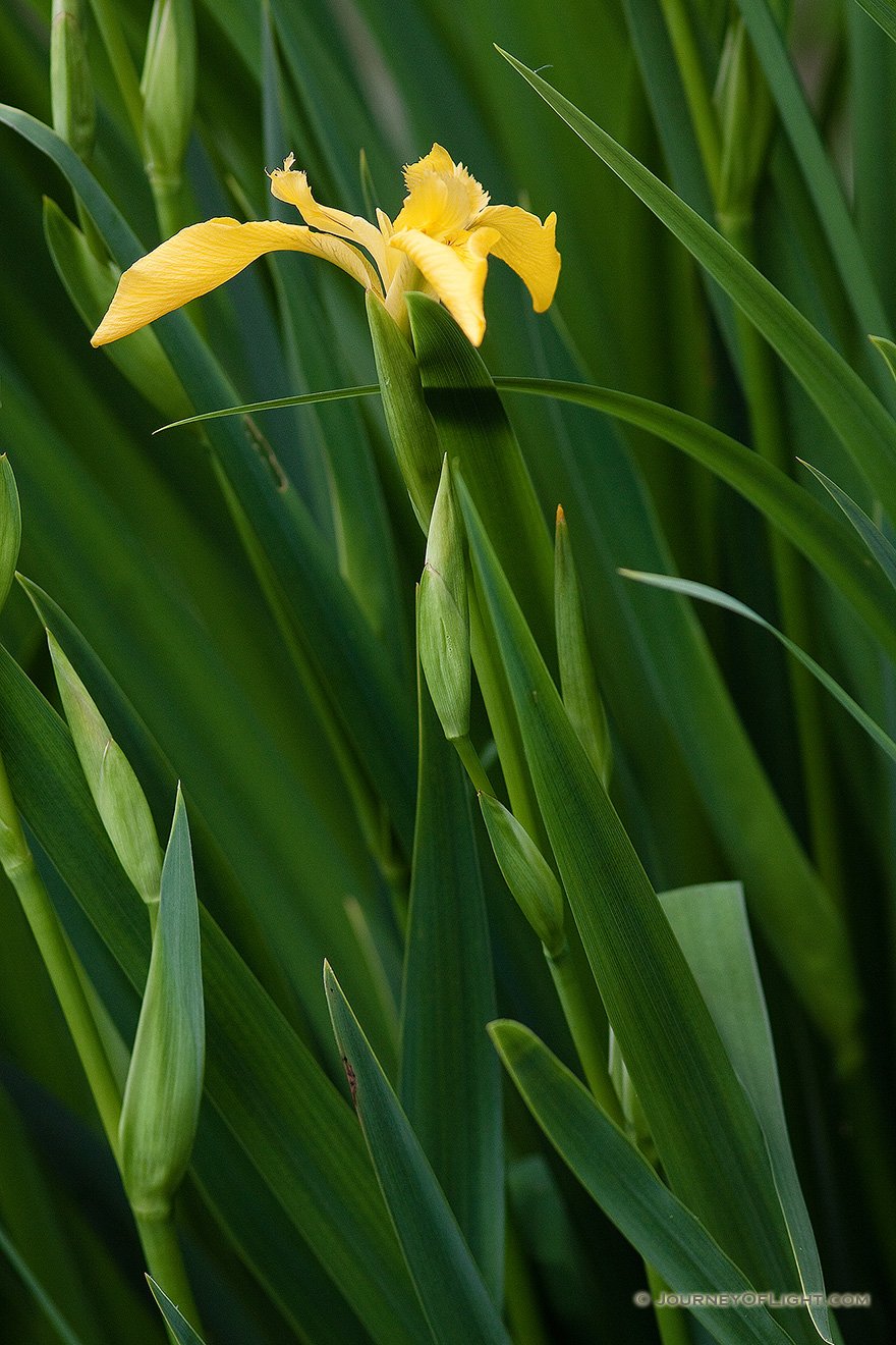 A sunny yellow iris begins to bloom by the ponds at Schramm State Recreation Area, Nebraska. - Nebraska Picture