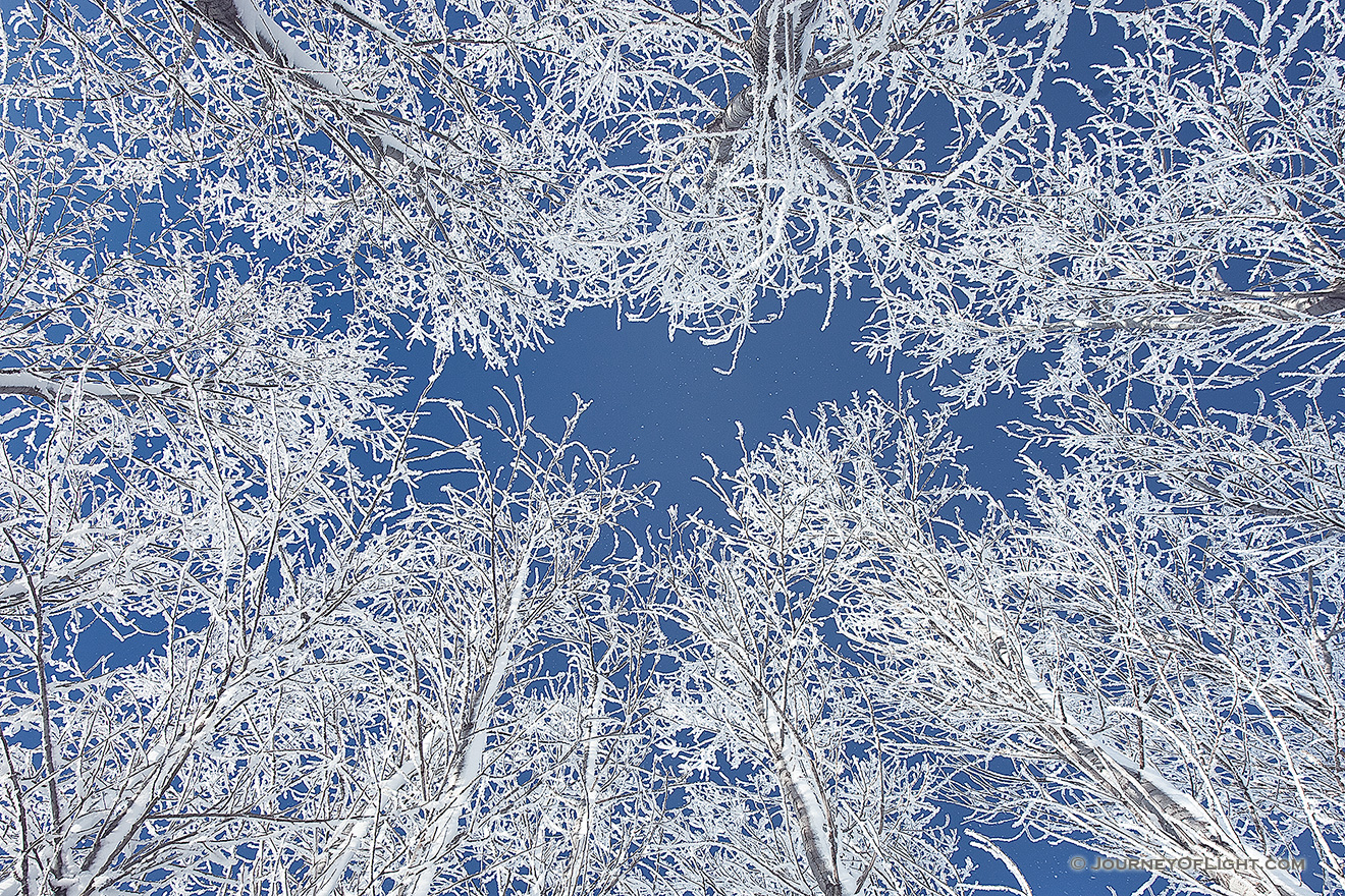 Hoarfrost clings to a stand of cottonwoods contrasting with the blue sky at Chalco Hills Recreation Area on a cold February morning. - Nebraska Picture