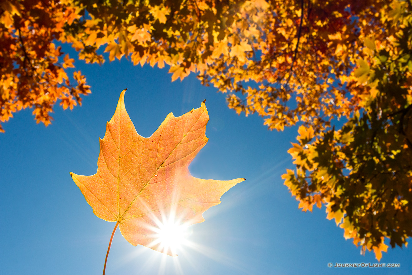 A photograph of a maple leaf backlit by sunlight under a maple tree in the OPPD Arboretum in Omaha, Nebraska. - Nebraska Picture
