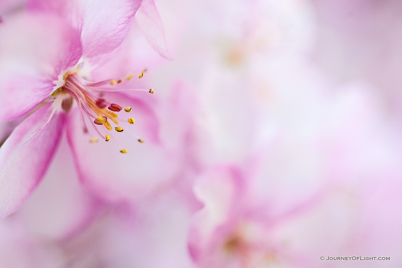 A single bloom amongst hundreds, briefly bursts forth on a tree in Nebraska. - Nebraska Picture