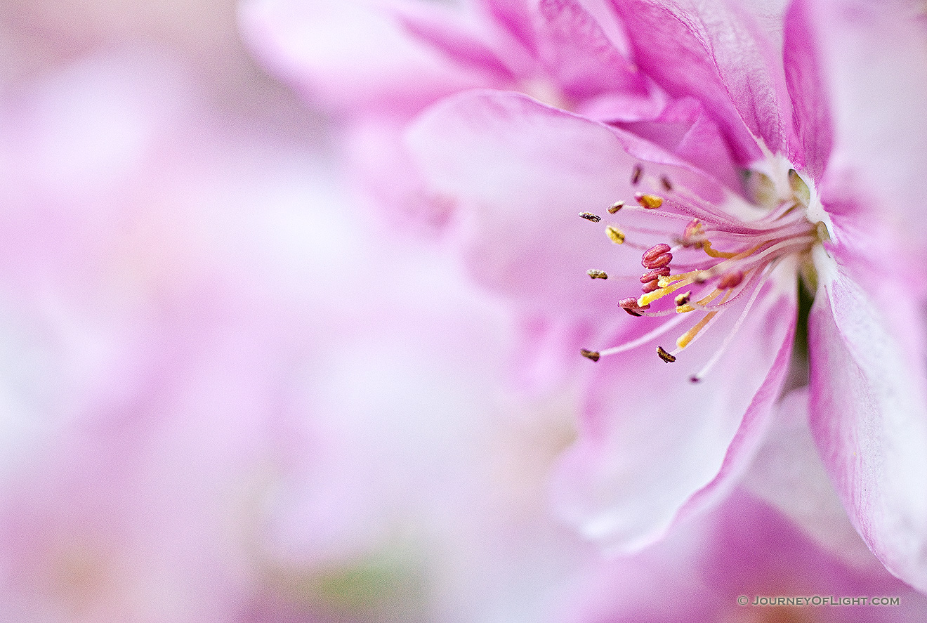 A single bloom amongst hundreds, briefly bursts forth on a tree in Nebraska. - Nebraska Picture