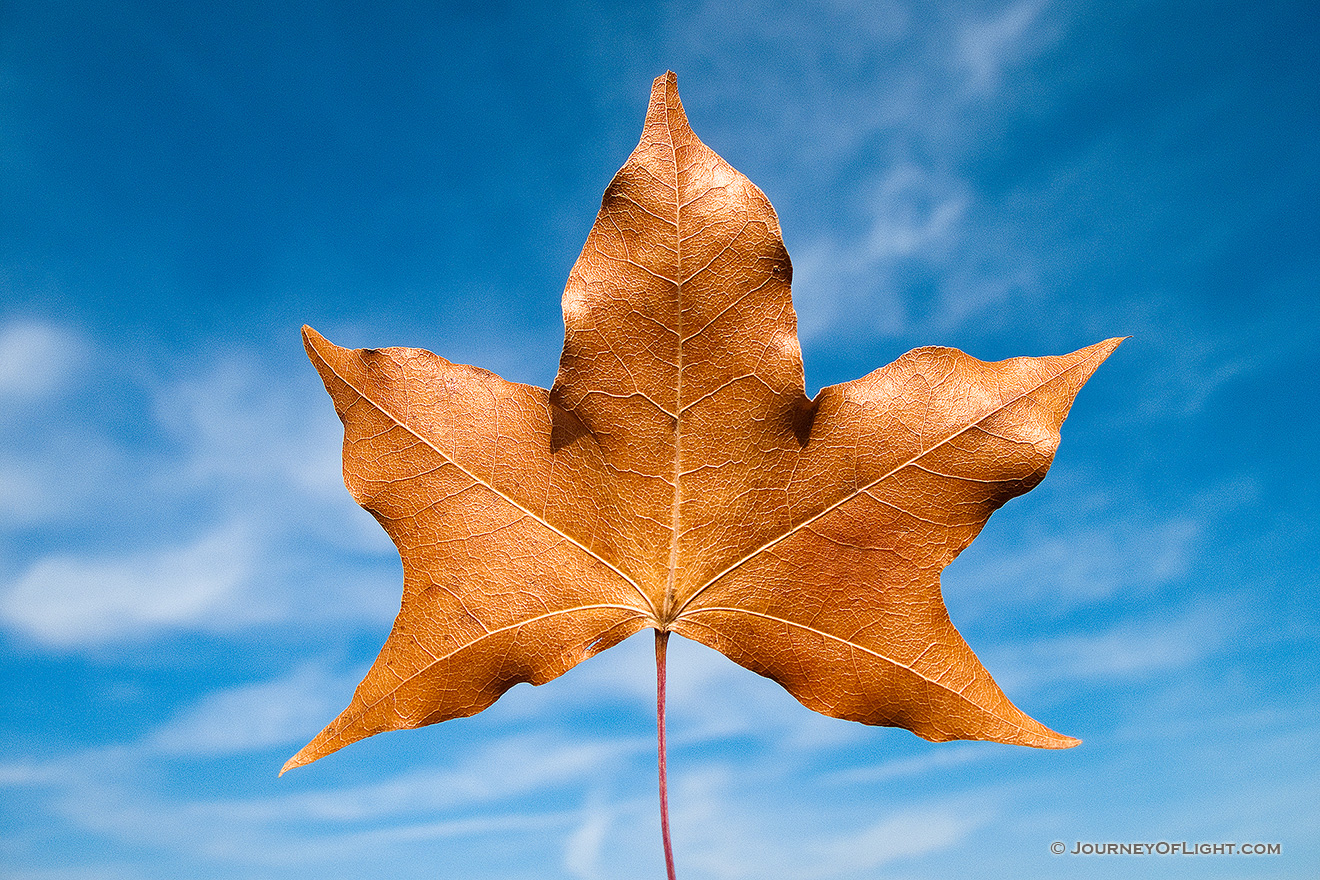 A singular autumn leaf against the vibrant blue sky. - DeSoto Picture