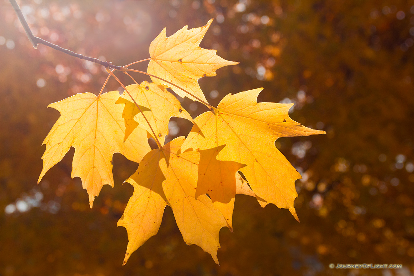 Leaves are backlit by the midday sun in the OPPD Arboretum in Omaha, Nebraska. - Nebraska Picture