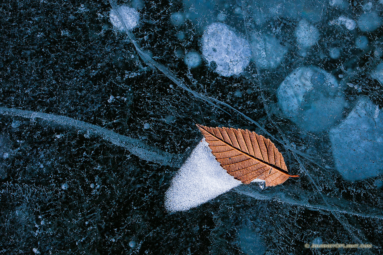 A lone leaf is caught on the icy surface of Lake Wehrspann at Chalco Hills, Nebraska. - Nebraska Picture