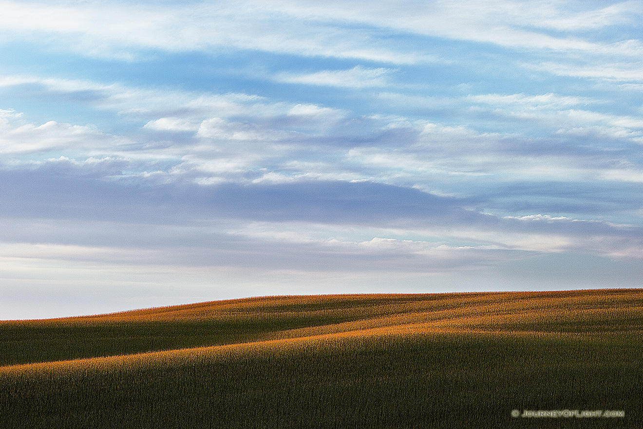 On an August morning, sunlight graces the top of a corn field in northwestern Nebraska. - Nebraska Picture