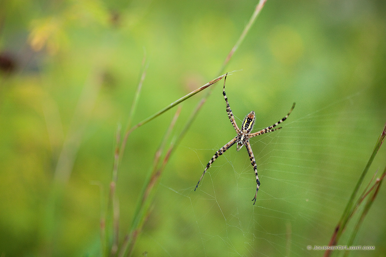 A spider climbs in his web in the morning sun at Ponca State Park. -  Picture