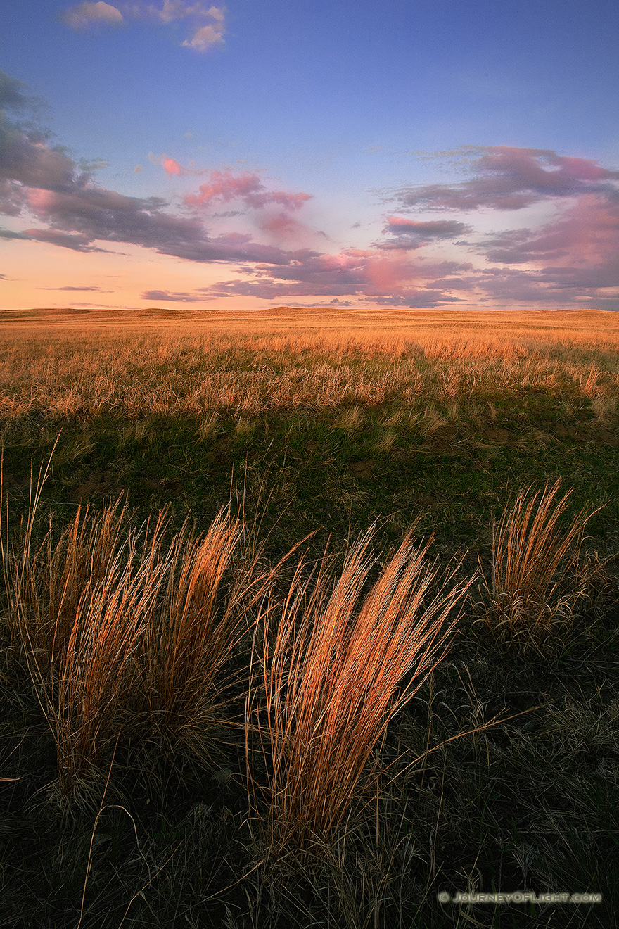 Prairie grass, visible from the foreground to the hills of the sandhills, glow amber from light of the setting sun. - Ft. Niobrara Picture