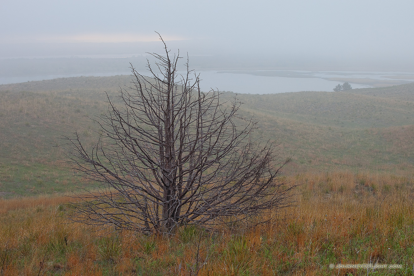 As the fog descends throughout the sandhills, a single old tree remains visible through the haze. - Valentine Picture