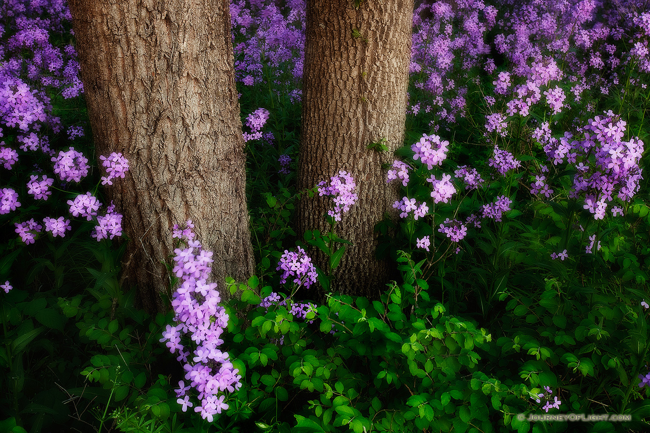 Near the Platte River, I captured these purple Dames Rocket which contrast with the vibrant greens of the spring. - Nebraska Picture