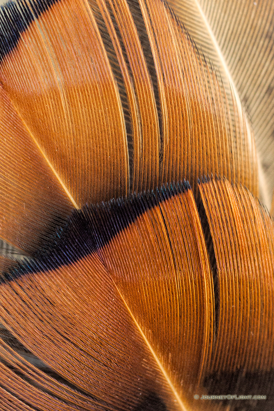 Pheasant feathers glow in the afternoon sun at Niobrara State Park, Nebraska. - Nebraska Picture