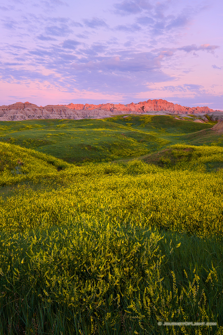 On a summer morn the warm sun begins to illuminate the rugged crags of the Badlands in Southwestern South Dakota while wild clover blooms with bright yellow in the valleys. - South Dakota,Landscape Picture