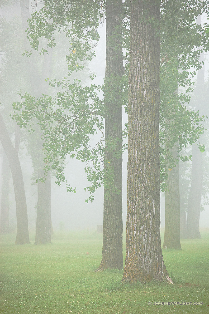 Trees in a dense fog on a spring morning at DeSoto National Wildlife Refuge. - Nebraska Picture