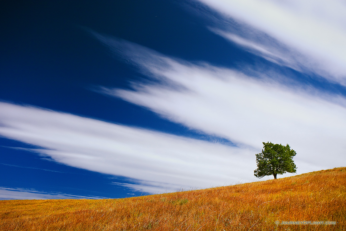 A tree stands witness through the ages upon a hill on the prairie at Wind Cave National Park, South Dakota. - South Dakota Picture