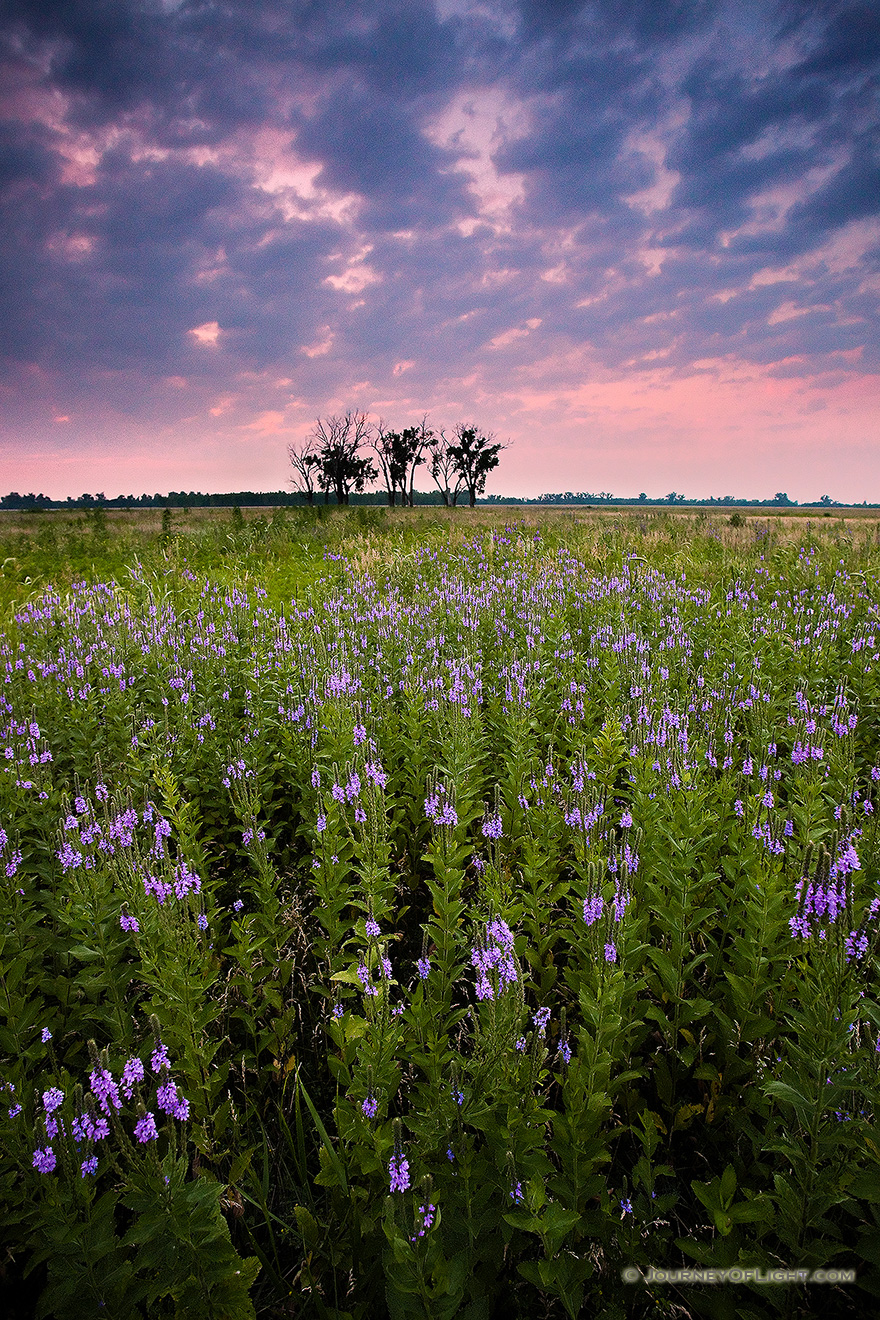 On a quiet evening on Boyer Chute National Wildlife Refuge, these purple flowers stand silently.  A pinkish sky is the last sign of the sun before the last light vanishes leaving the fields in darkness.  - Boyer Chute Picture