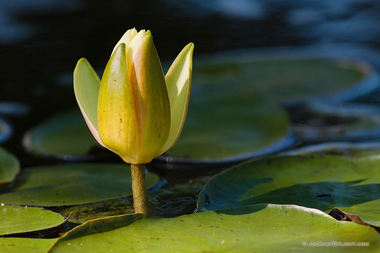 A single lily begins to close as the sun sets at the OPPD Arboretum in eastern Nebraska. - Nebraska Picture