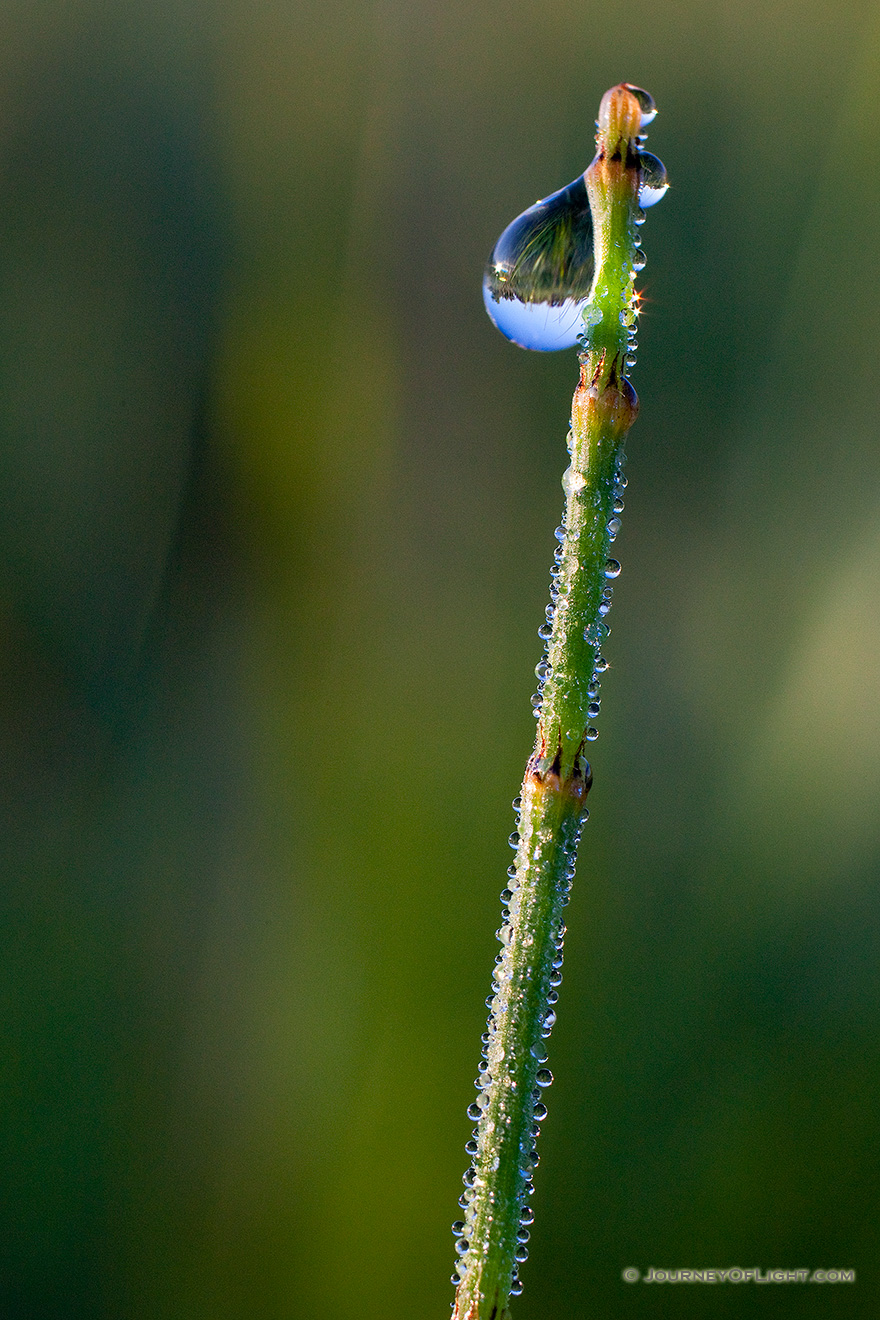 In Boone county, Nebraska, the air was cool and early morning dew clings to a small reed. - Nebraska Picture