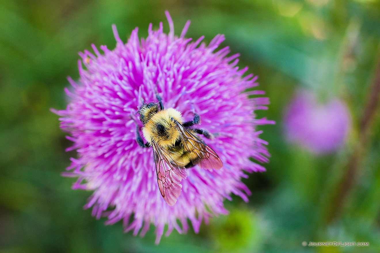 A bumblebee quietly collects pollen for the hive from a purple thistle. - Nebraska Picture