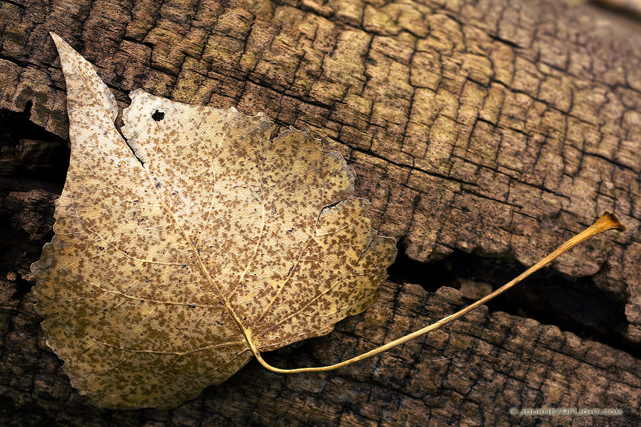 A common scene in autumn, a fallen leaf on an old log.  Taken at the OPPD Arboretum, Omaha, Nebraska. - Nebraska Picture