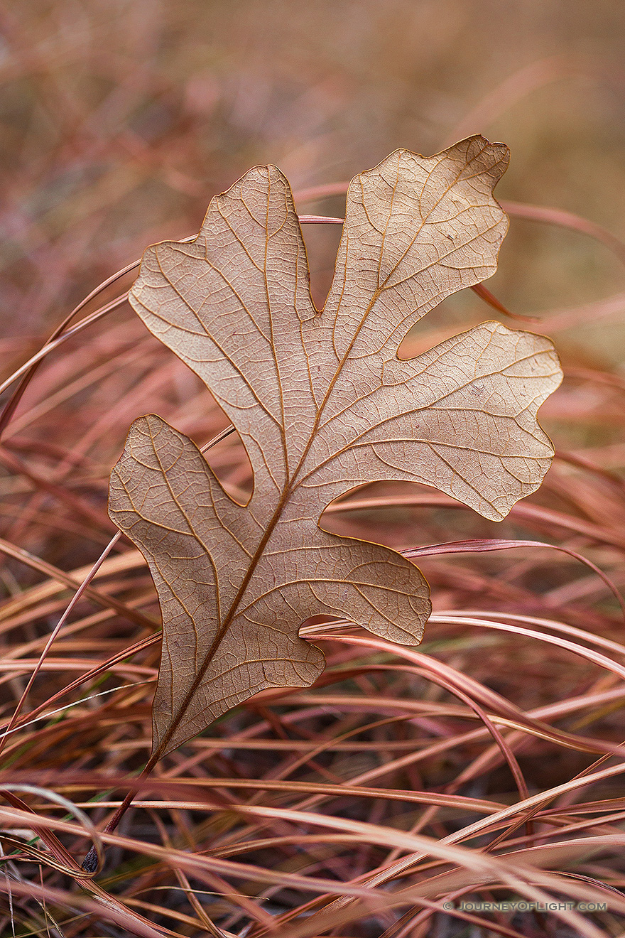 A fallen oak leaf lies in grass, both turned to warm hues in the late autumn. - Nebraska Picture