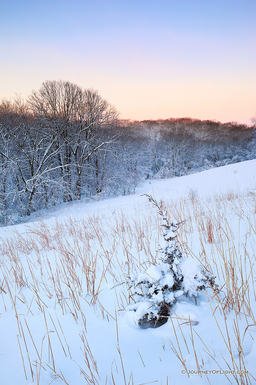 Snow glistens in the early morning light as dawn comes to Neale Woods Forest. - Nebraska Picture