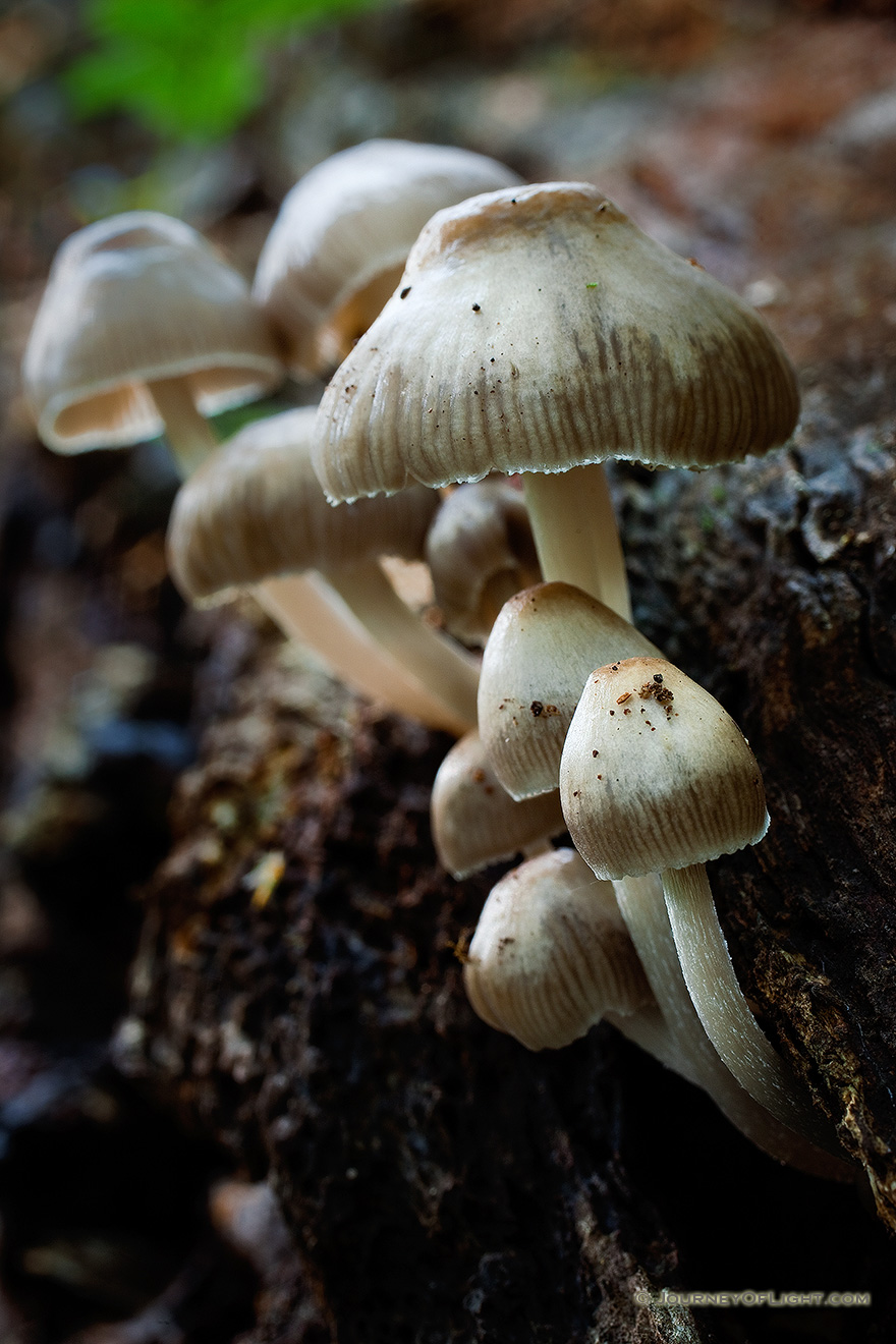 On the wet forest floor, a collection of mushrooms sprout from a log. - Schramm SRA Picture