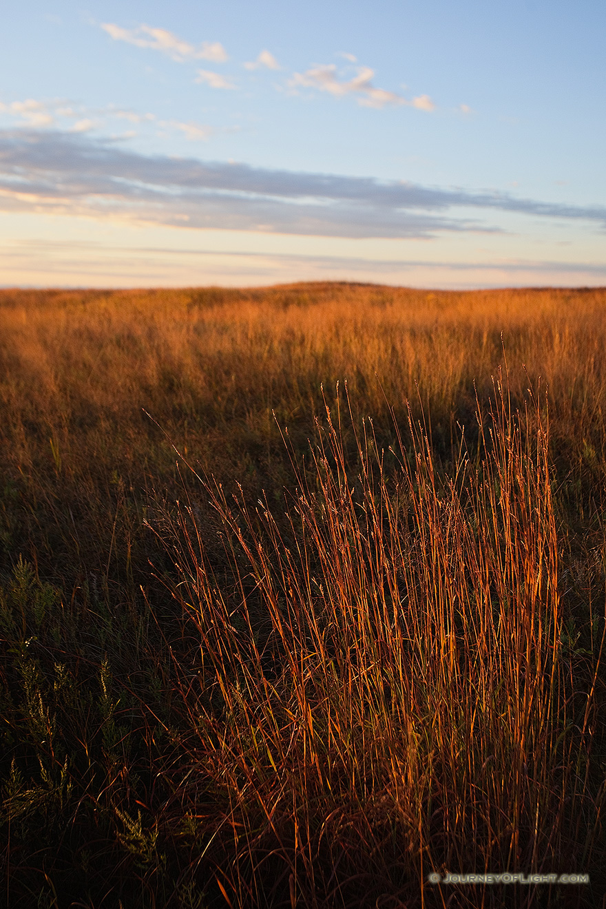 Priarie grasses burn bright red in the rising sun at Valentine National Wildlife Refuge, Nebraska. - Valentine Picture