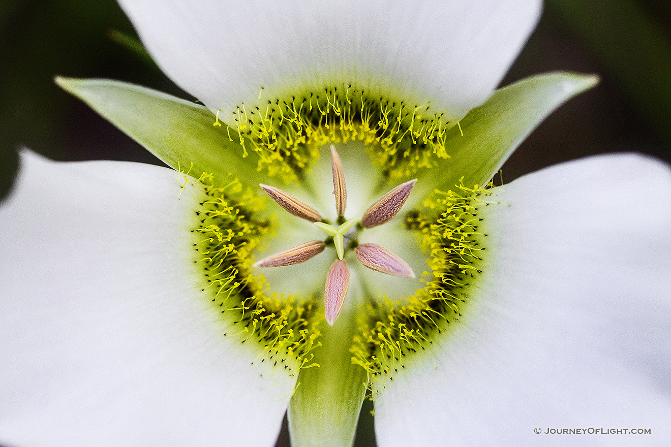A single, delicate Mariposa Lily grows in the shade of some lodgepole pine trees in Jewel Cave National Park in South Dakota. - South Dakota Picture
