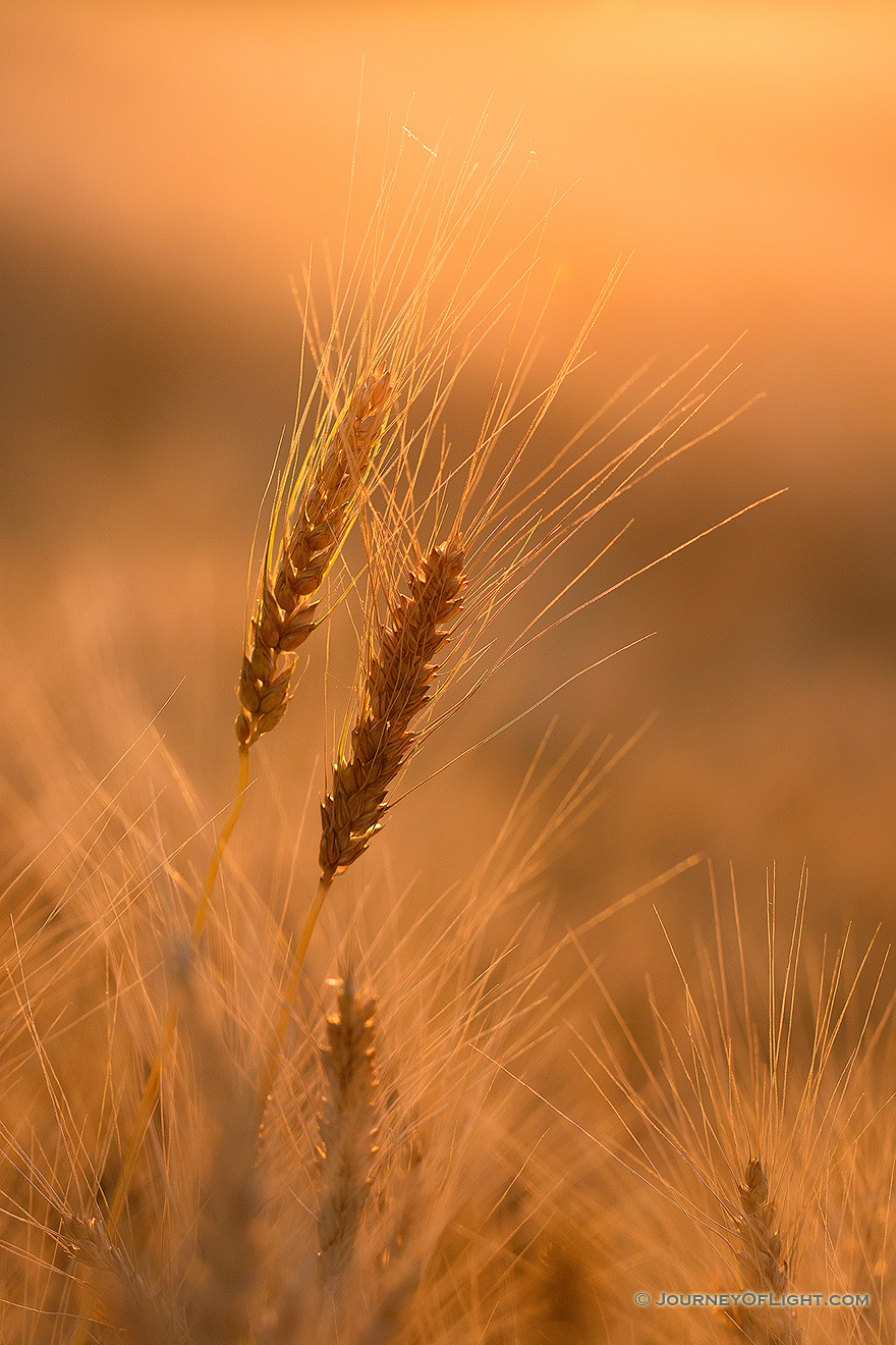 Wheat in a large field glows in the setting sun in eastern Nebraska. - Nebraska Picture