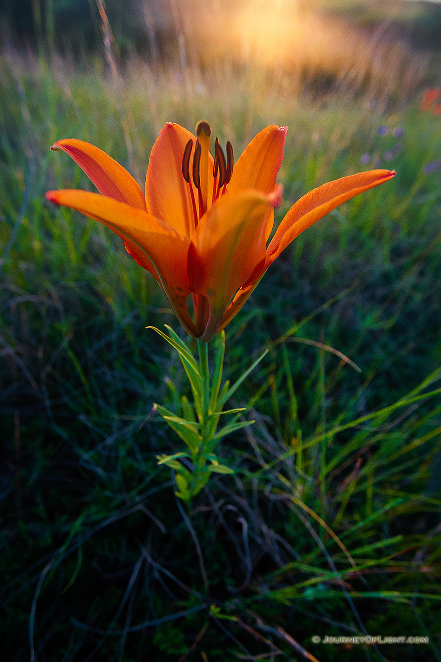 The setting sun shines through a Wild Lily growing on the side of a hill in Theodore Roosevelt National Park. - North Dakota Picture