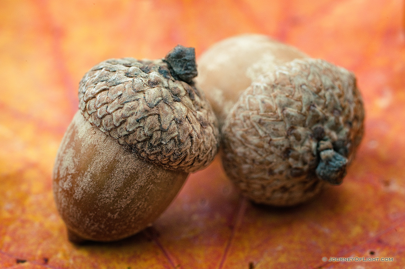 Two acorns lie on a recently fallen autumn leaf Arbor Day Lodge State Park in Nebraska City, Nebraska. - Arbor Day Lodge SP Picture