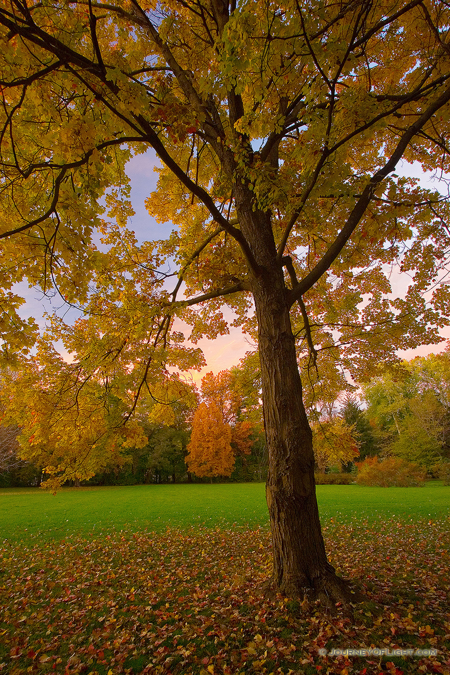 An Oak Tree in Late Autumn at Arbor Day State Park in Nebraska City, Nebraska. - Arbor Day Lodge SP Picture