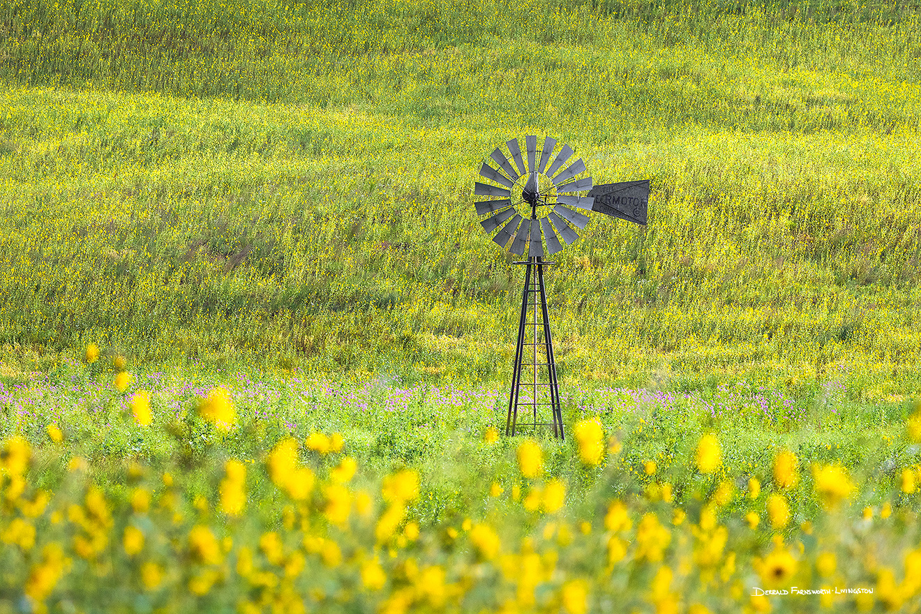 A scenic landscape photograph of a windmill surrounded by sunflowers in the sandhills of Nebraska. - Nebraska Picture
