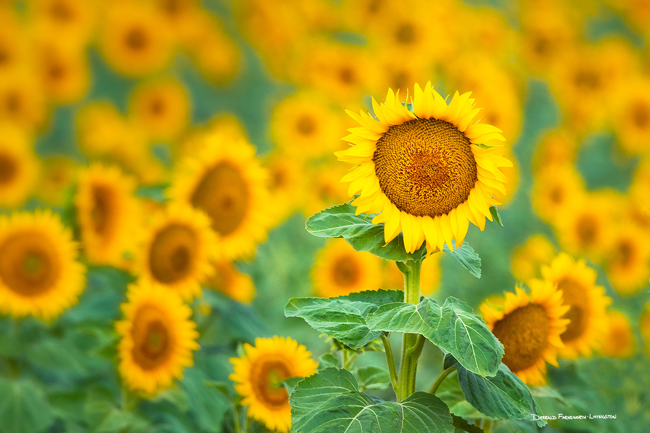 A nature photograph of a field of sunflowers in rural Nebraska. - Nebraska Picture