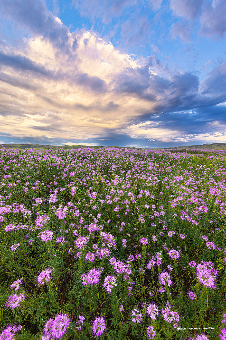 A scenic landscape photograph of wildflowers growing in the sandhills of Nebraska. - Nebraska Picture
