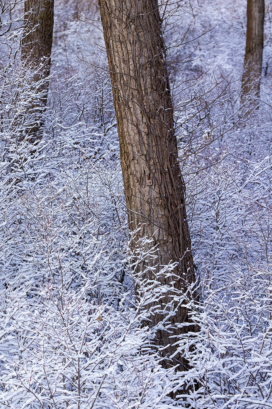 Scenic landscape photograph of snow in a forest at DeSoto National Wildlife Refuge, Nebraska. - Nebraska Picture