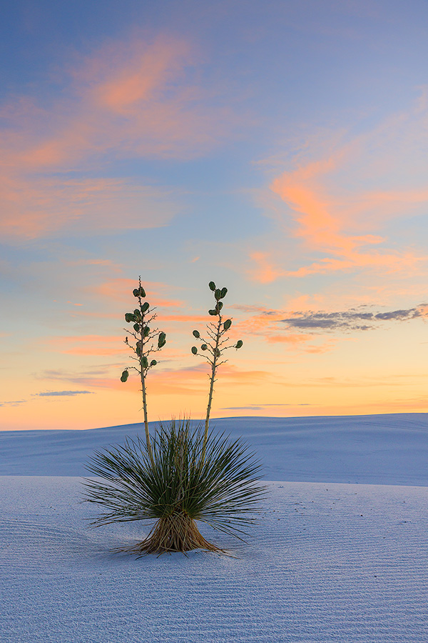 Scenic photograph of a yucca and sunset at White Dunes National Park, New Mexico. - New Mexico Photography