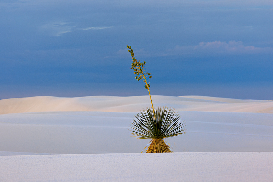 Scenic photograph of a yucca on the dunes at White Dunes National Park, New Mexico. - New Mexico Photography