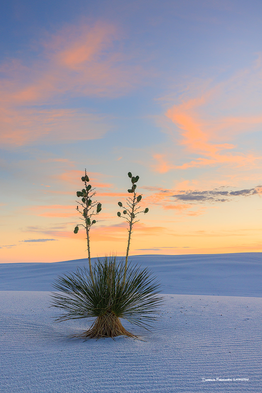 Scenic photograph of a yucca and sunset at White Dunes National Park, New Mexico. - New Mexico Picture