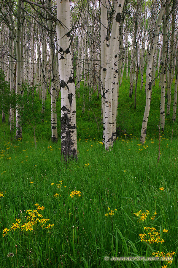 A grove of aspens and wildflowers in Montana. - Montana Photography