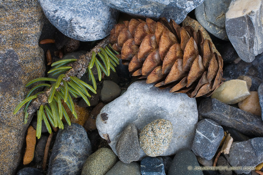 A pine cone and some rocks create a collage of small patterns. - Canada Photography